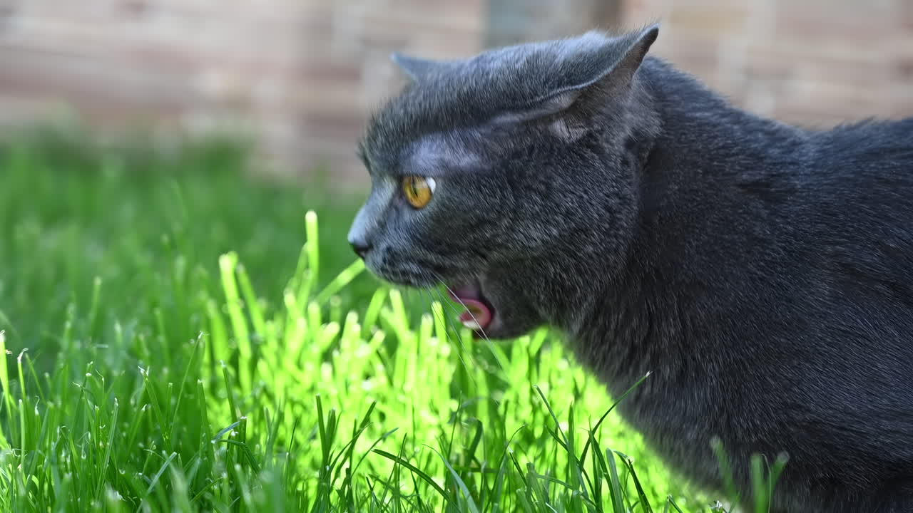 Cat eating fresh green grass in garden on sunny day
