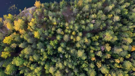 Herbstbäume-Von-Oben-Gefilmt-2