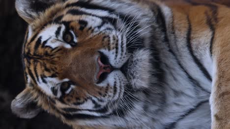 close-up of a tiger's face
