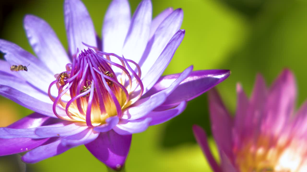 Primo piano di un'ape mellifera che raccoglie nettare da una ninfea viola in fiore.