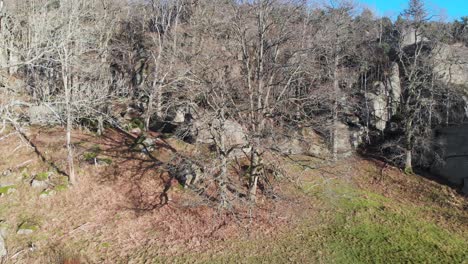 Bare-Oak-Tree-Branches-in-Sweden-Forest---Aerial