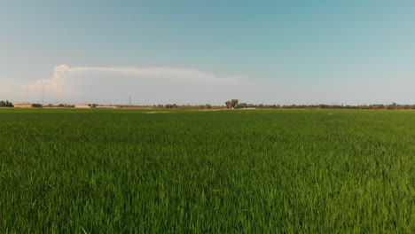 Aerial-view-of-green-rice-fields