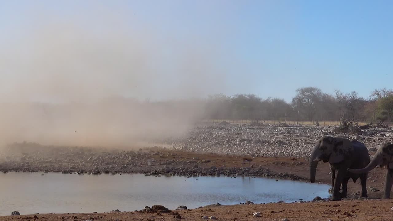 dos jóvenes elefantes africanos quedan atrapados en un tornado de viento de diablo de polvo en un abrevadero en el parque nacional de etosha, asolado por la sequía seca, namibia 1