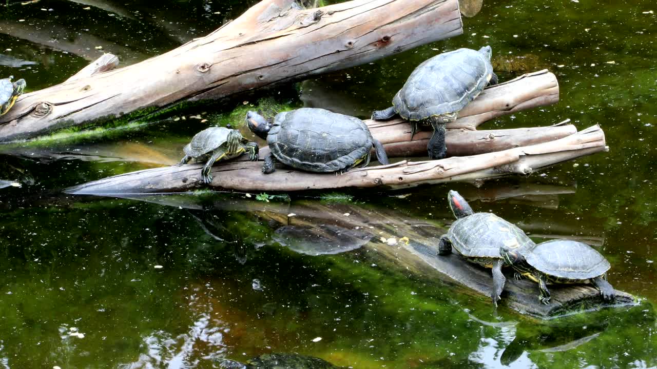 Turtles family  sunbathing