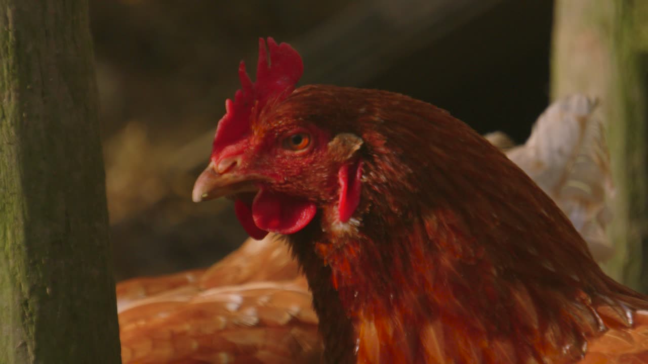 Close Up of Chicken Hen in Morning in Sunlight on Farm in Countryside. Exploring Environment Roaming Meadow. Rural Farmyard Animal Footage 4K.