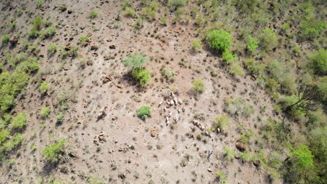 Antena-De-Arriba-Hacia-Abajo-Del-Pastor-Y-Su-Rebaño-De-Cabras-De-Pie-Sobre-Una-Colina-En-La-Zona-Rural-De-Kenia