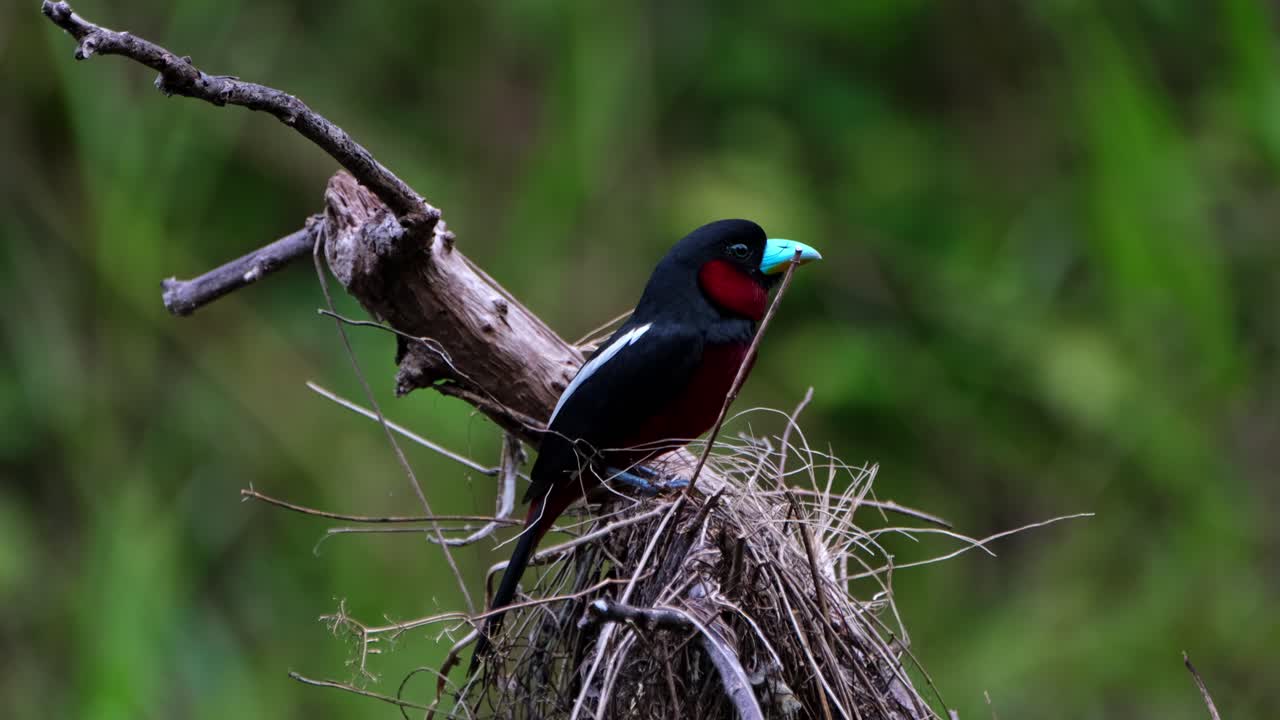 encaramado en la parte superior de su nido mirando alrededor temprano en la mañana, pico ancho negro y rojo, cymbirhynchus macrorhynchos, parque nacional kaeng krachan, tailandia