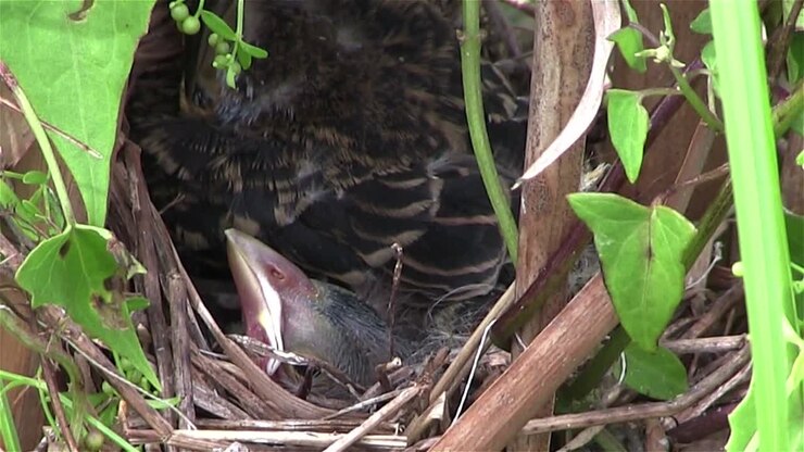 Baby birds in a nest open their mouths for food 1