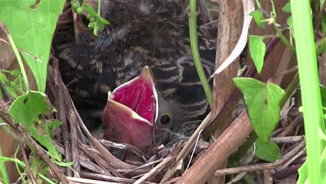 baby birds in a nest open their mouths for food 1