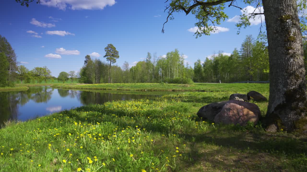 라트비아 의 봄 에 연못  에 있는 초록 잔디 에 있는 사탕수수