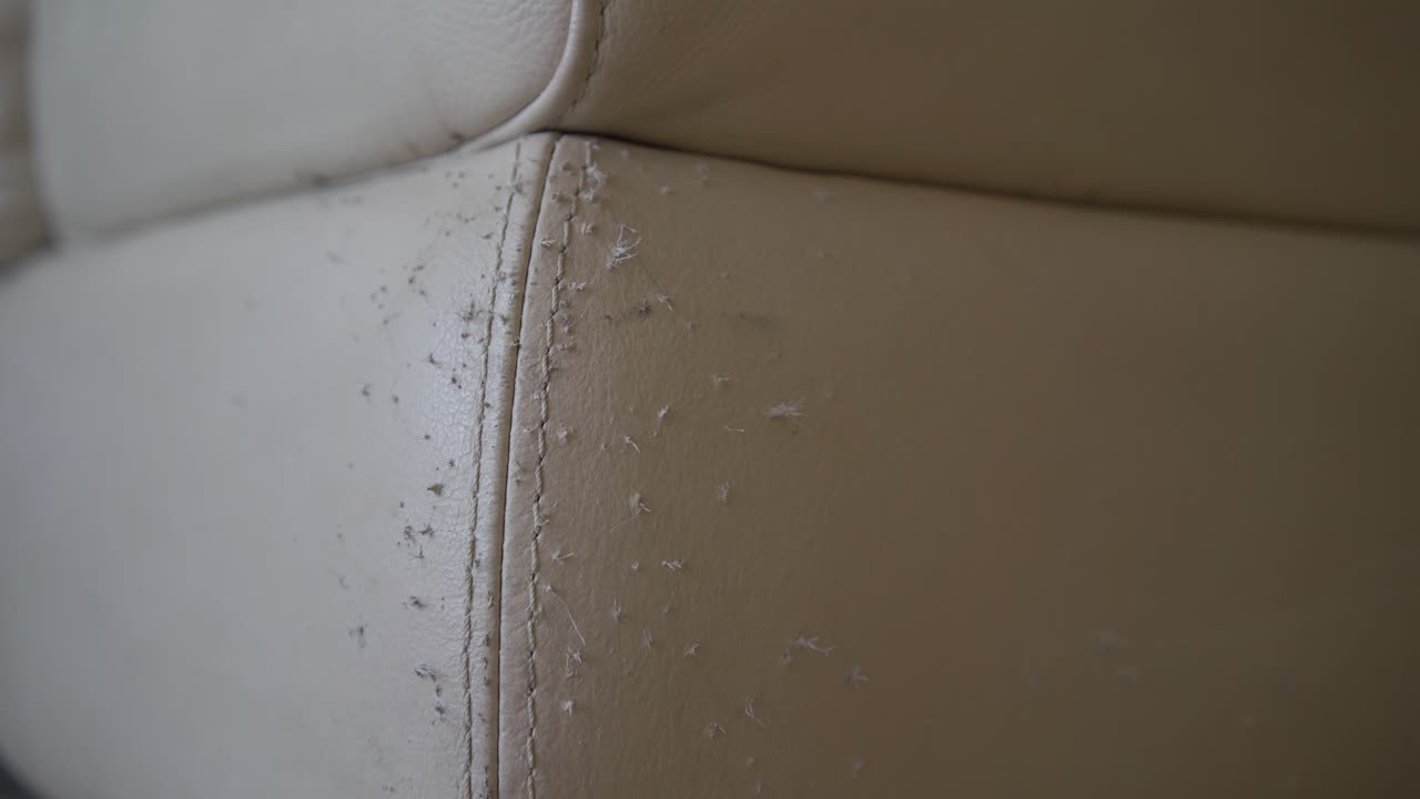 un sofá de cuero arruinado por arañazos de gato, área dañada