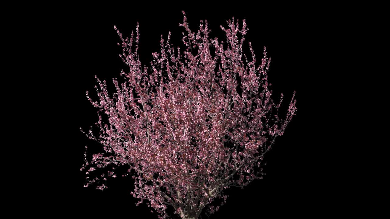 árbol aislado de prunus