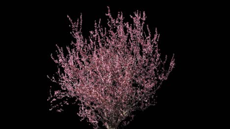 Prunus Isolated Tree