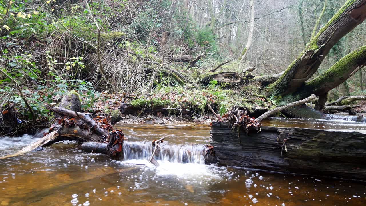 exuberante bosque que fluye el agua del río en cascada sobre el bosque caído árbol desierto escena tranquila