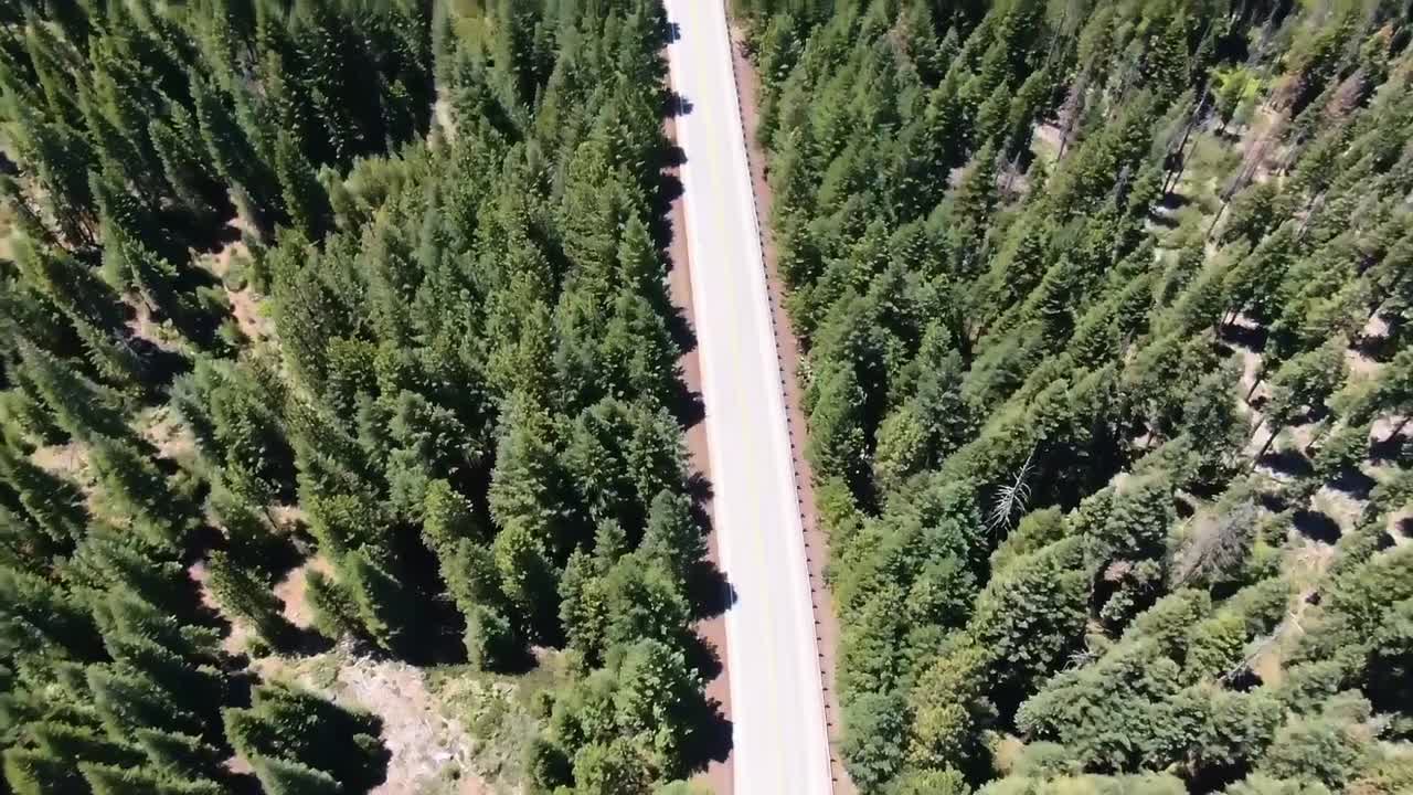 аэрофотоснимки с вершины, показывающие дорогу, проходящую через зеленый сосновый лес
