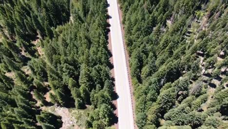 imágenes aéreas de arriba con un camino que atraviesa un bosque de pinos verdes
