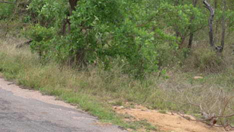 Un-Perro-Salvaje-En-Peligro-De-Extinción-De-Sudáfrica-Emerge-Del-Monte,-Camino-Pavimentado,-Parque-Nacional-Kruger