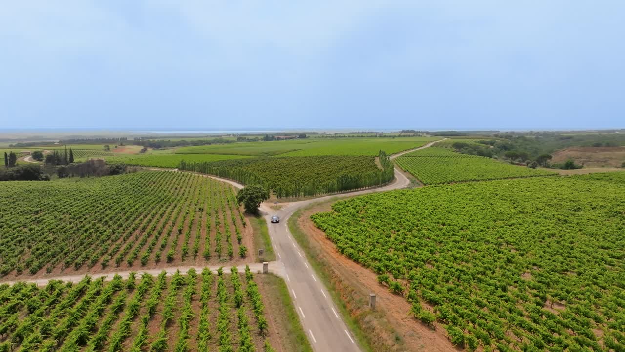 tomada aérea en órbita de un coche que conduce a través de viñedos juveniles en francia