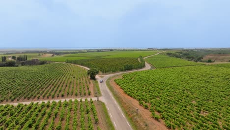 Aerial orbiting shot of a car driving through juvenile vineyards in France