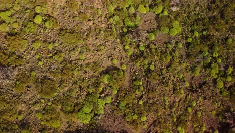 Top-down-aerial-of-typical-Tenerife-vegetation-landscape-brushland,-rotate