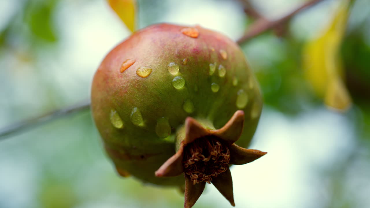 Primo piano di un melograno bagnato che cresce su un albero
