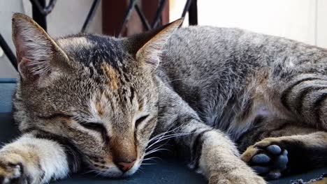 a tired stray cat takes a nap to recharge its energies