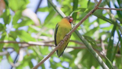 Pájaro-Agapornis-De-Mejillas-Negras-Somnoliento-Posado-En-Una-Ramita-Tropical,-Rascando-El-Cuello-Contra-La-Rama---Cámara-Lenta-De-ángulo-Bajo