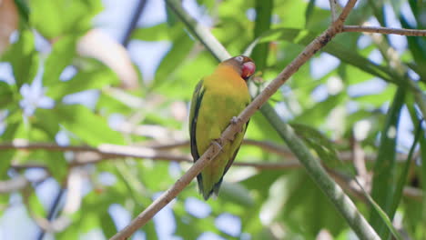 un pájaro enamorado somnoliento de mejillas negras posado en una ramita tropical, rascando el cuello contra la rama - movimiento lento de ángulo bajo