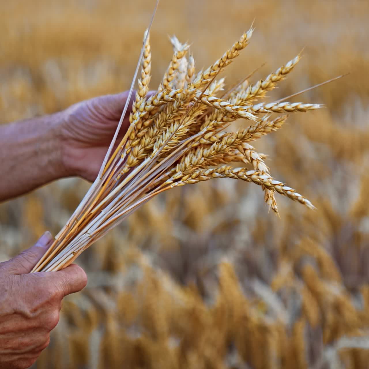 Unrecognized male hands with a bouquet of ripe ears of corn. Yellow dry field of wheat at backdrop in blur