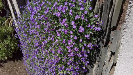 purple flowers blooming with flying bees around them, which pollinate them on a spring day