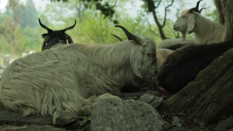 Un-Hermoso-Animal-Del-Himalaya-Relajándose-En-Las-Montañas-Del-Himalaya