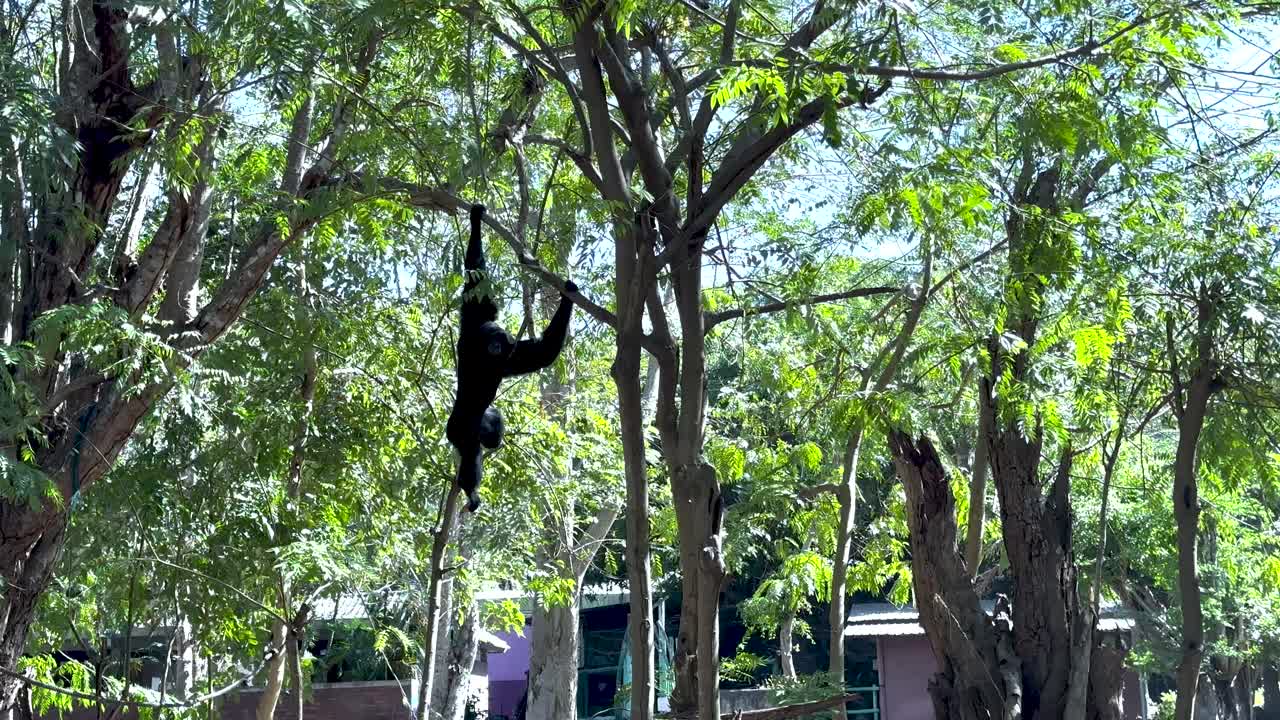 Gibbon gracefully swings through lush trees