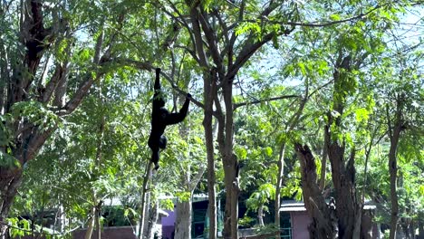 gibbon gracefully swings through lush trees