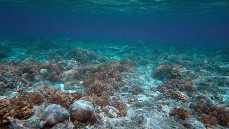 Underwater-Shot-of-Tropical-Coral-in-Slow-Motion