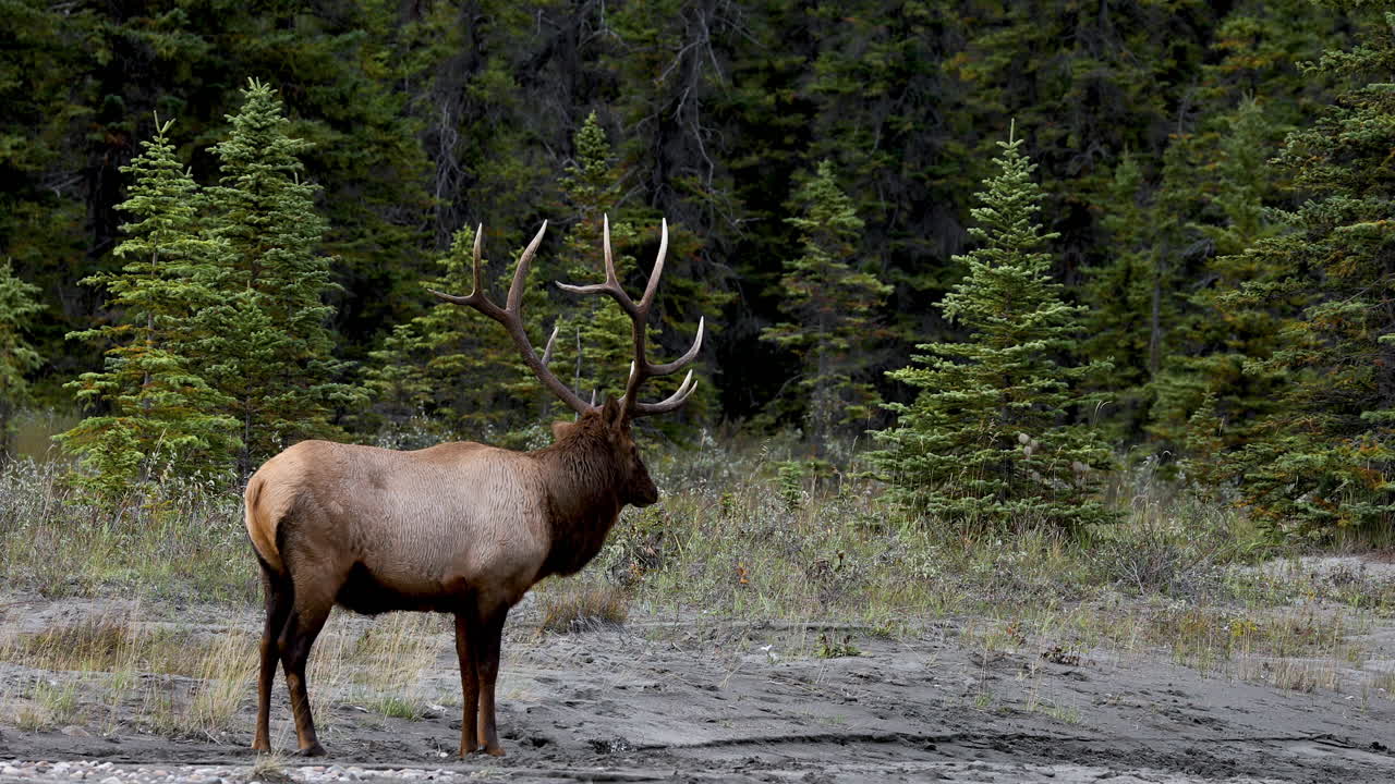 Beautiful Bull Elk with amazing antlers standing alone in front of spruce forest