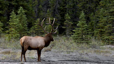 beautiful bull elk with amazing antlers standing alone in front of spruce forest