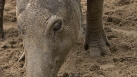 Close-up-portrait-of-a-large-Babirusa-female