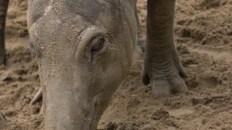primer plano, retrato, de, un, grande, babirusa, hembra