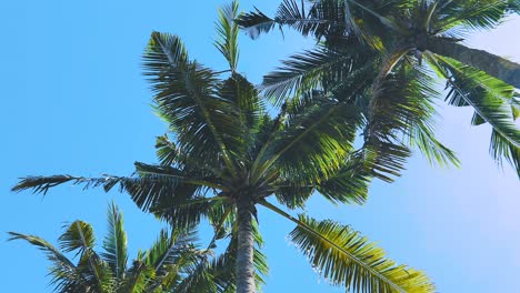 coconut trees in a tropical garden