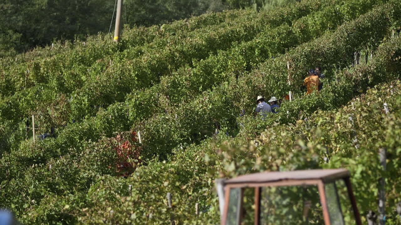 포도 에서 포도 수확