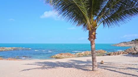 tropical rocky beach shore daytime on a sunny day with one palm tree in the foreground