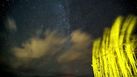 timelapse of starry night with milkyway and illuminated green bush