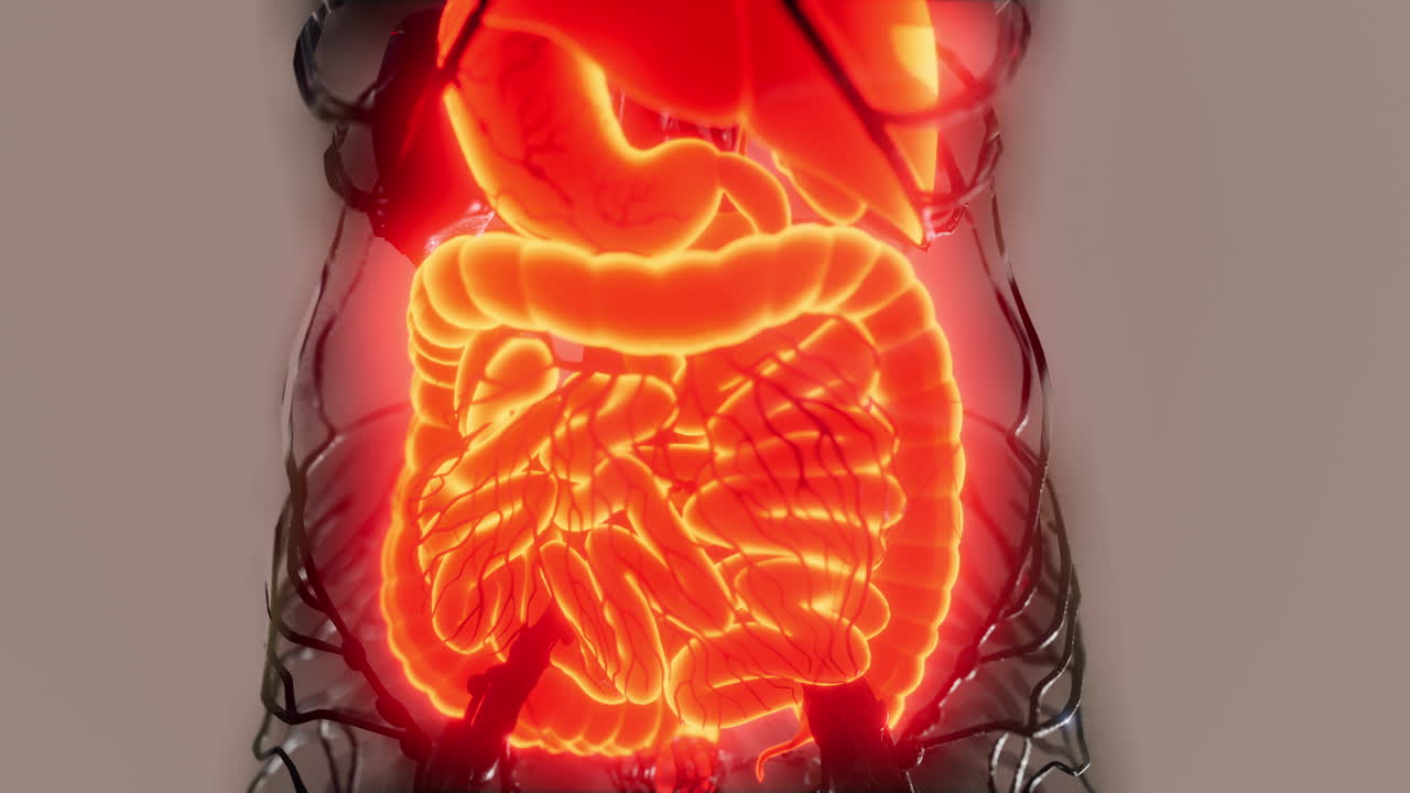 cuerpo humano transparente con sistema digestivo visible