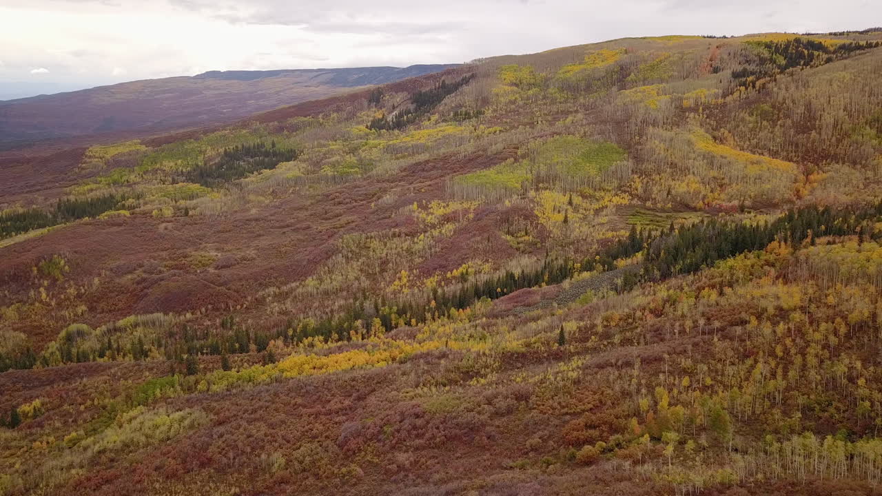antena de la ladera de la montaña de colorado con árboles de aspen follaje de otoño y árboles de hoja perenne