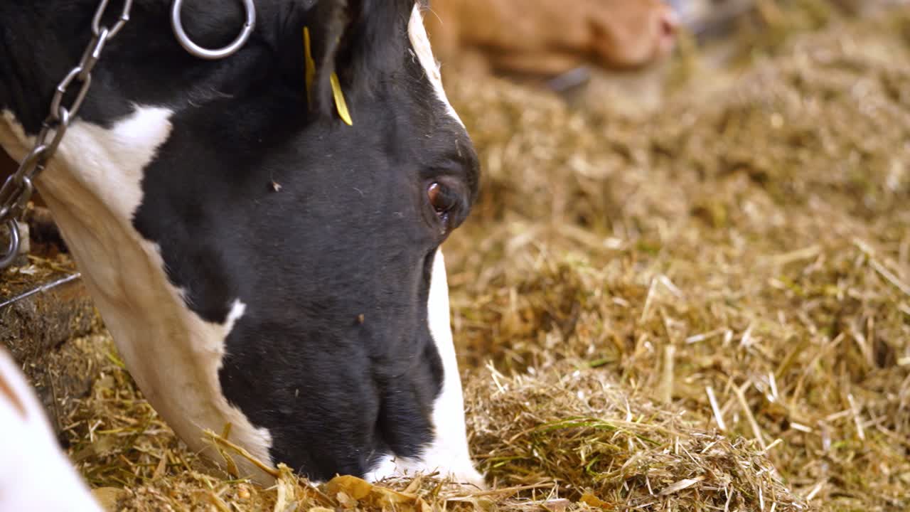 Dairy cows reared for milk production. Many cows eating hay on feeding trough