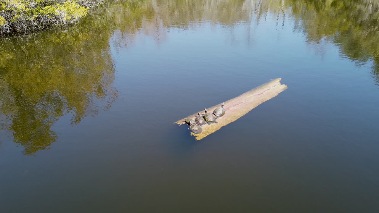 черепахи на бревне в болоте
