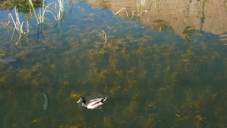 Duck-crossing-path-with-fishes-on-a-pond