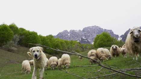 quiet sheep graze in the fresh green grass accompanied by the shepherd dog