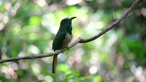 La-Cámara-Se-Acerca-Mientras-Este-Pájaro-Mira-Hacia-La-Derecha-Mientras-Canta-Y-Se-Posa-En-Una-Enredadera-En-El-Bosque,-El-Abejaruco-De-Barba-Azul-Nyctyornis-Athertoni