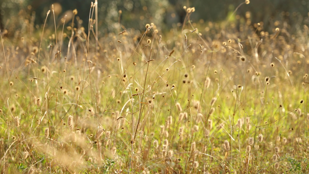An open field on sunny day of foxtail plants. Background of meadow of high dried grass. Beautiful wild flowers yellow, green and gold in the countryside. Tuscany Italy during hot summer day outdoor